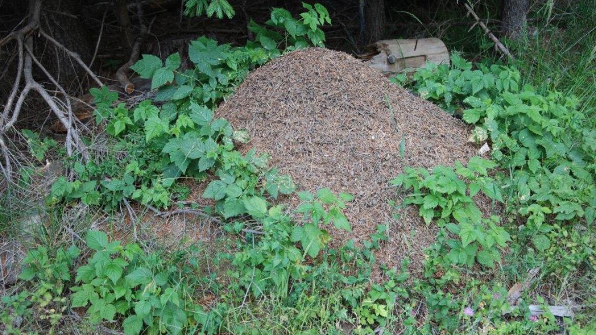 Τα κόκκινα μυρμήγκια κινδυνεύουν με εξαφάνιση