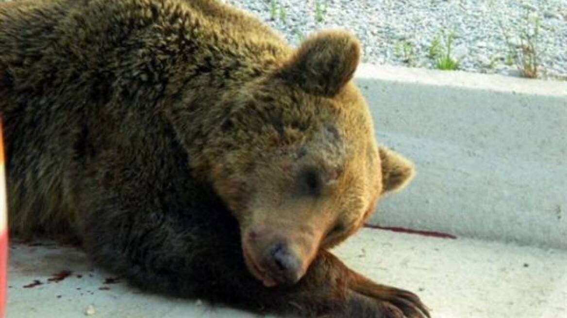 Νεαρή αρκούδα νεκρή σε τροχαίο στην Εγνατία