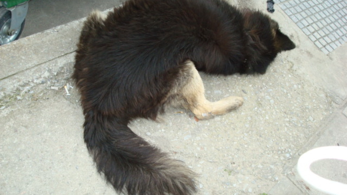 Βόλος: Εξόντωσαν με φόλες προστατευόμενα αδέσποτα 