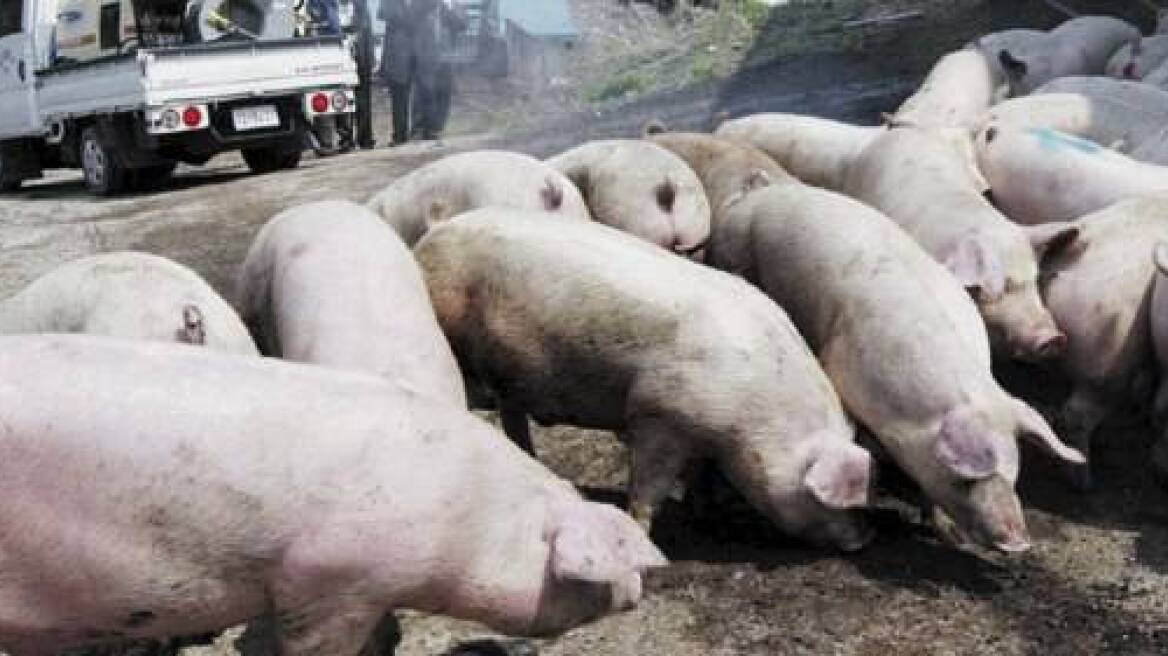 Πήγαν για κυνήγι σε… χοιροστάσιο!