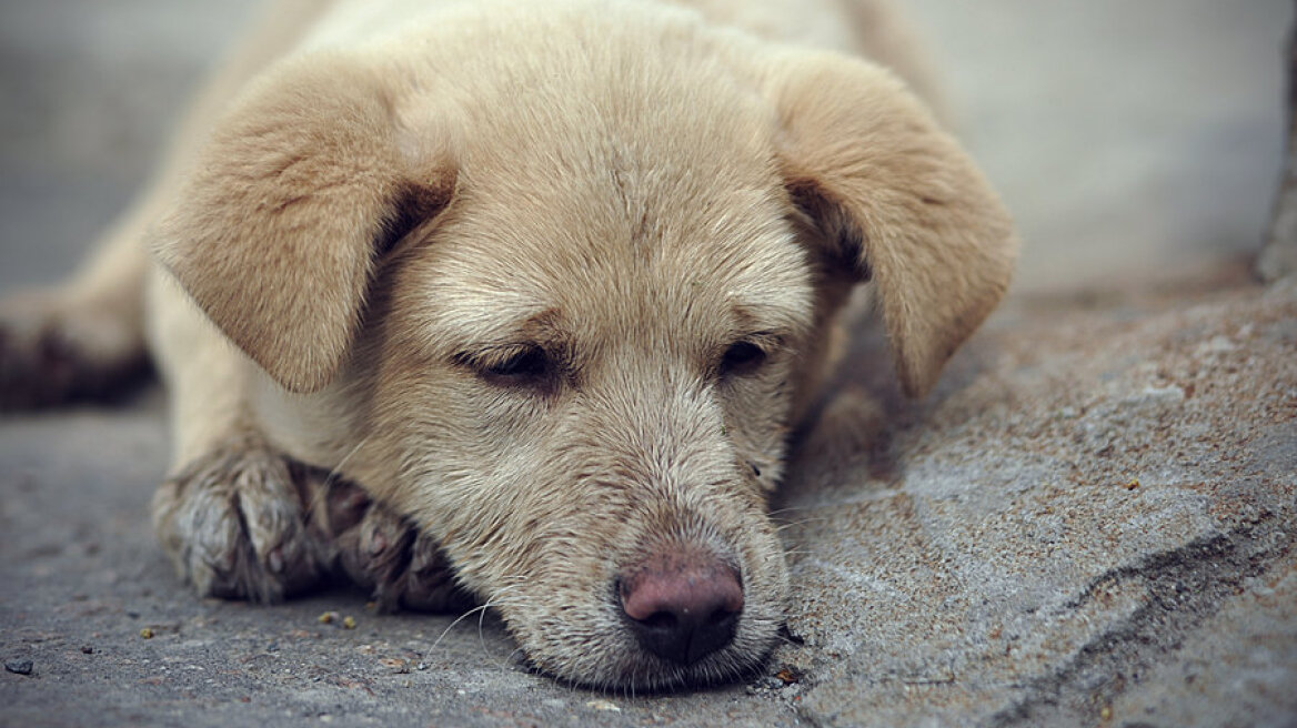 Πάλι ζητιάνευαν με ναρκωμένο κουταβάκι!