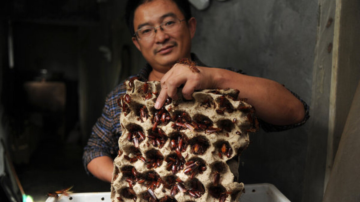 Βιομηχανία κατσαρίδας στην Κίνα