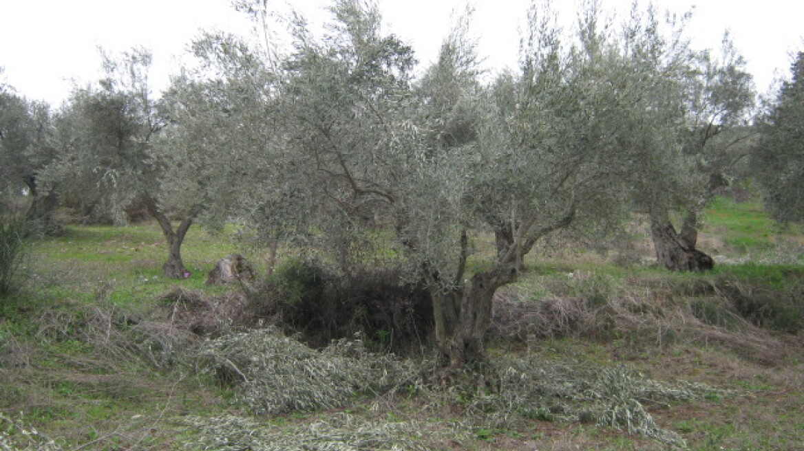 Ηράκλειο: Αγρότης έχασε τη ζωή του όταν έπεσε ενώ κλάδευε δέντρα