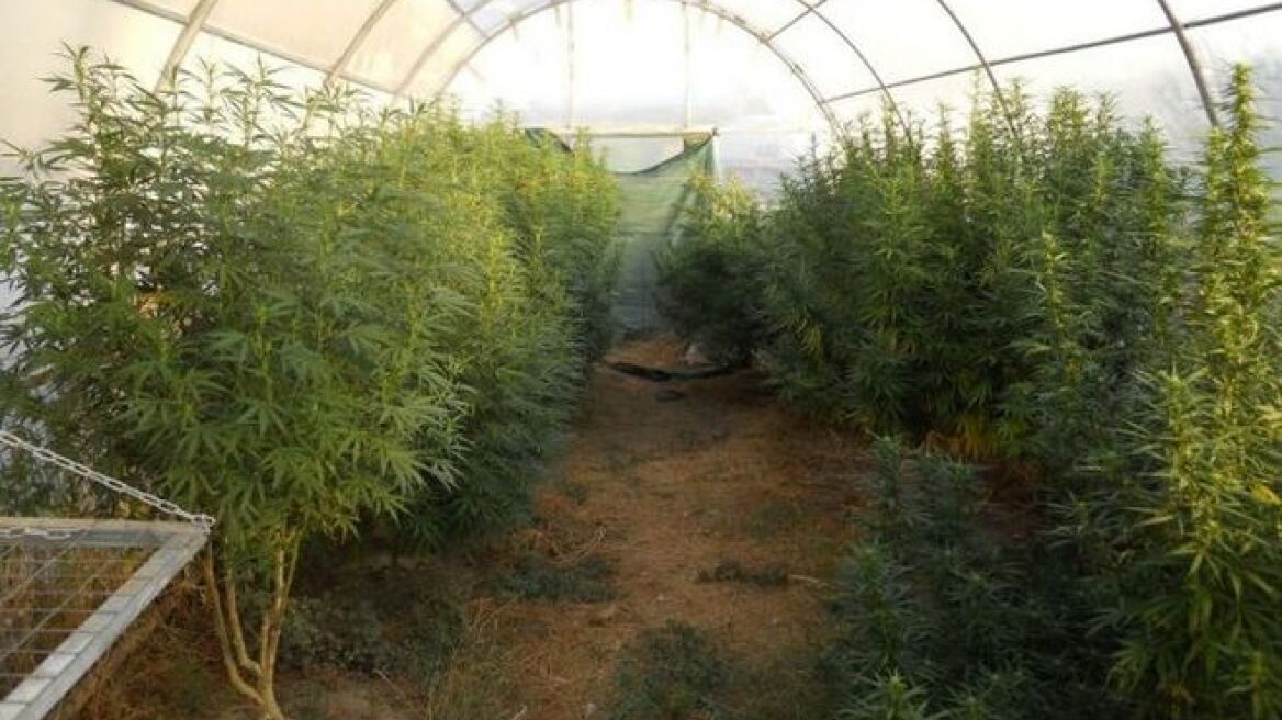 Ξέφυγε ο καλλιεργητής συνελήφθη η σύντροφός του