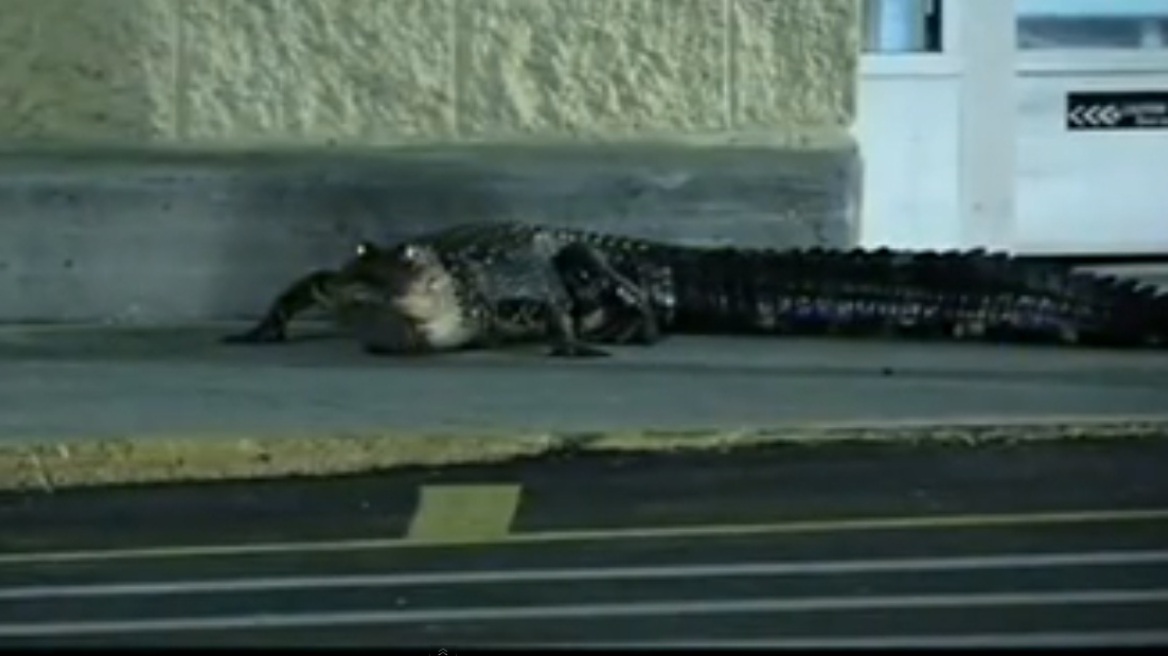 Βίντεο: Αλιγάτορας στις ΗΠΑ έκανε βόλτα σε... σούπερ-μάρκετ!