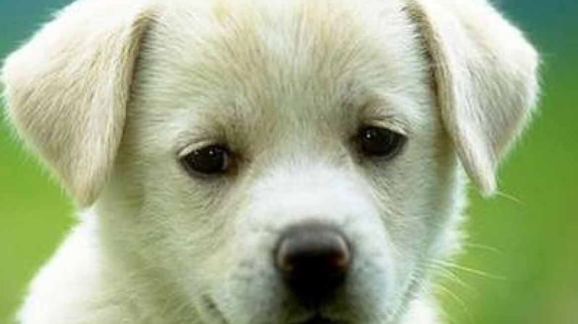 Ανήλικοι επαίτες κακοποίησαν το κουτάβι που νάρκωσαν!