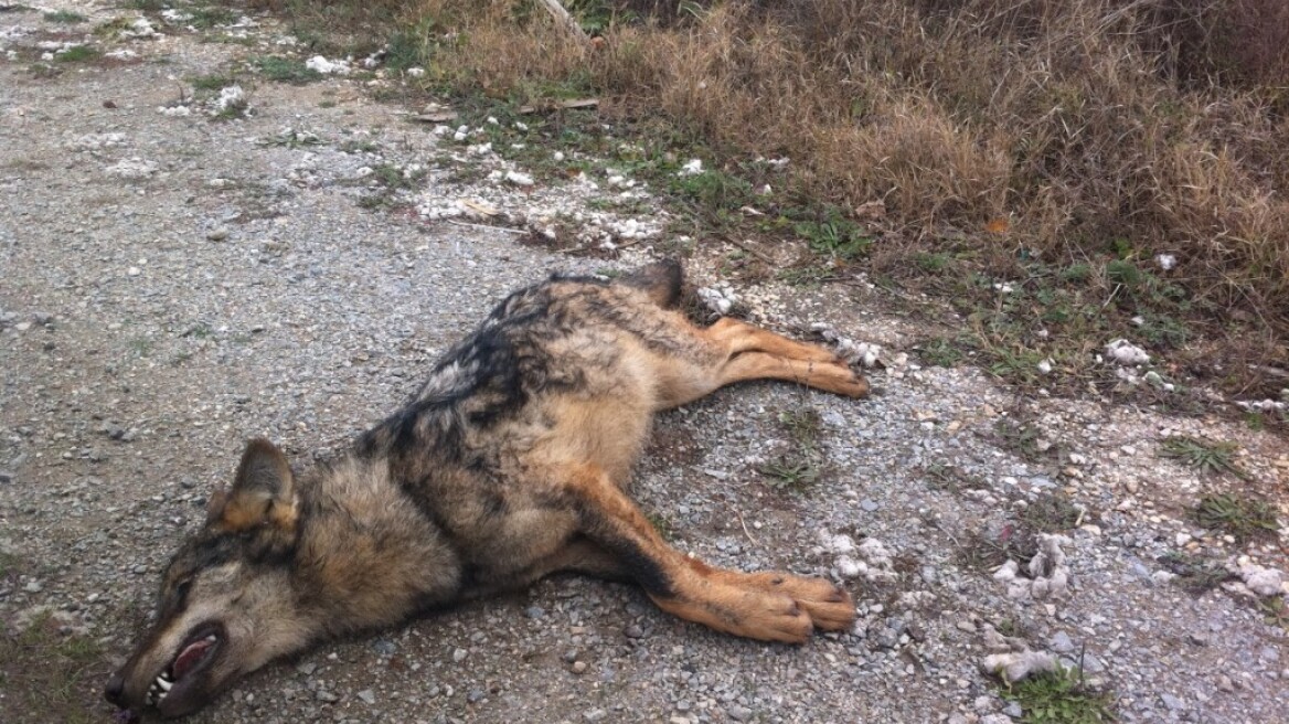 Λύκος νεκρός από τροχαίο στην Καστοριά