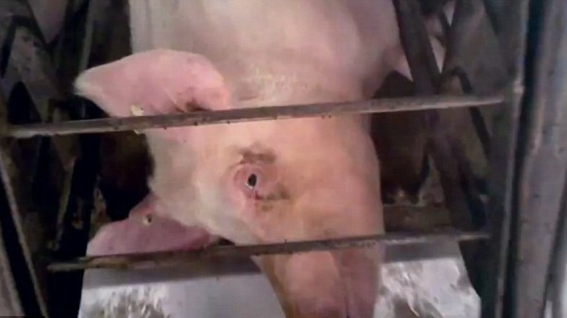 ΗΠΑ: Βασανίζουν τα γουρούνια πριν τα σφάξουν!