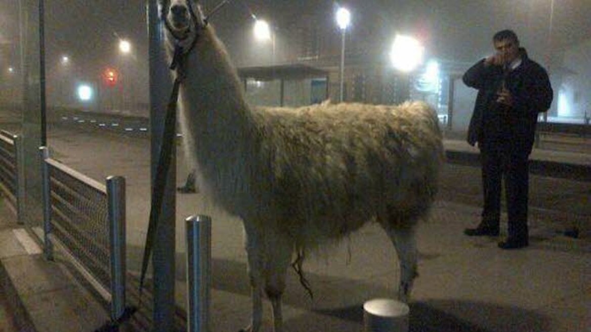 Γαλλία: Εβγαλαν βόλτα με το τραμ ένα... λάμα