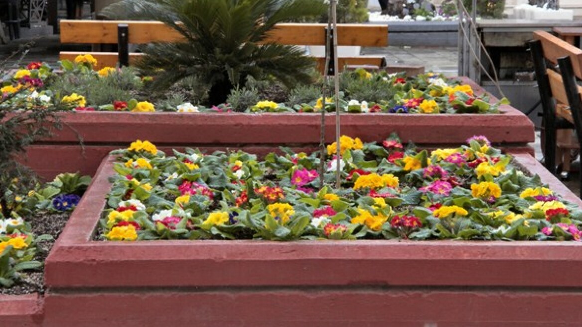 Λάρισα: Συνελήφθη γιατί έκοψε 405 λουλούδια από παρτέρι!