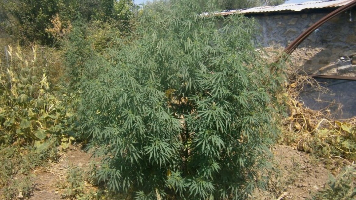 Εξαρθρώθηκε σπείρα διακίνησης ναρκωτικών στη Ροδόπη