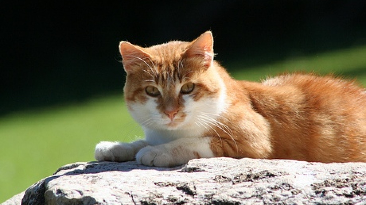 Κίνα: Ακτιβιστές έσωσαν 1.000 γάτες από τα χέρια του… χασάπη