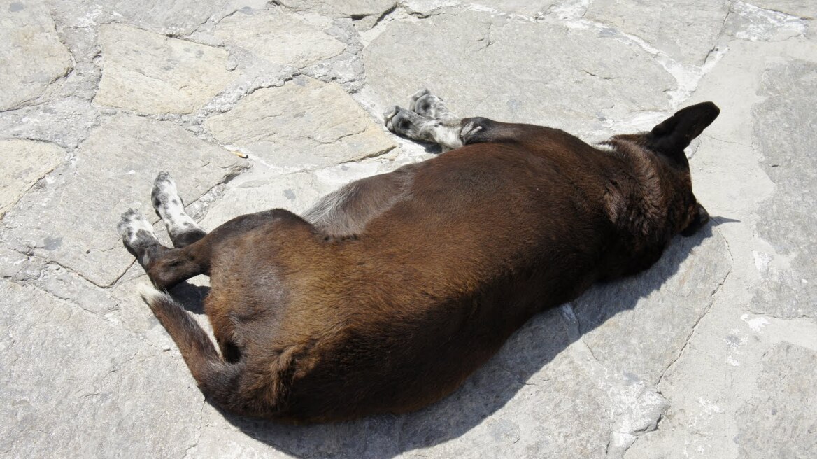 Χανιά: Σκότωσε το σκύλο του επειδή του έφαγε ένα... κουνέλι 