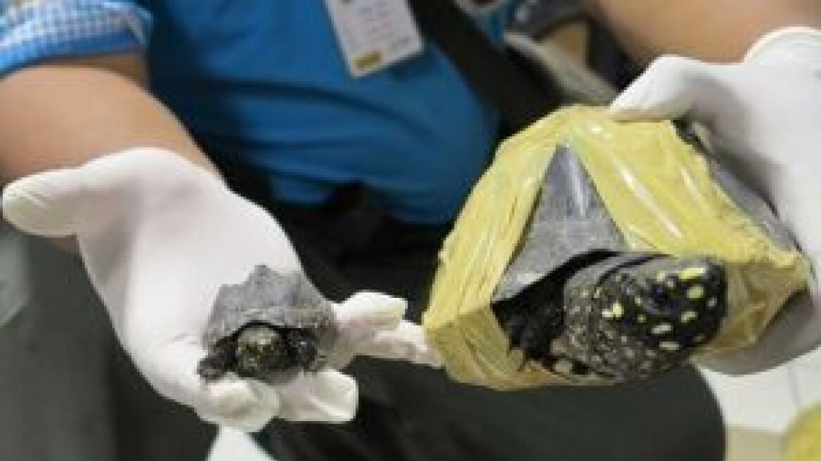 Ταϊλάνδη: Πακιστανός μετέφερε παράνομα 500 σπάνιες χελώνες