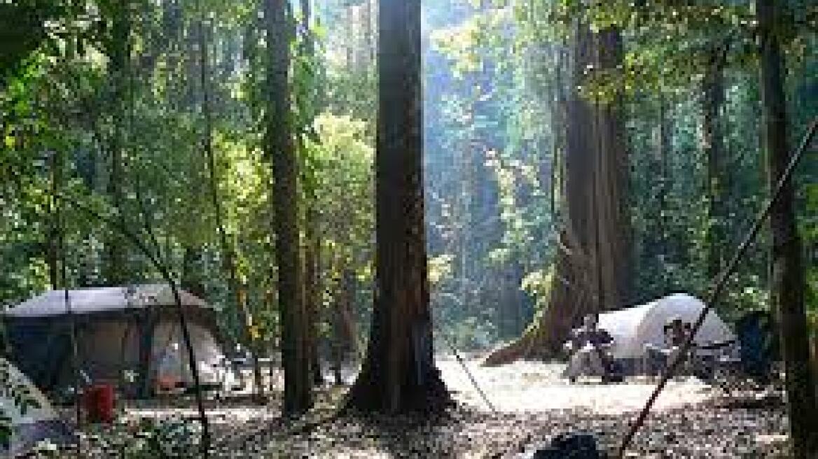 Μοζαμβίκη: Ανακαλύφθηκε τροπικό δάσος με άγνωστα είδη ζώων και φυτών 