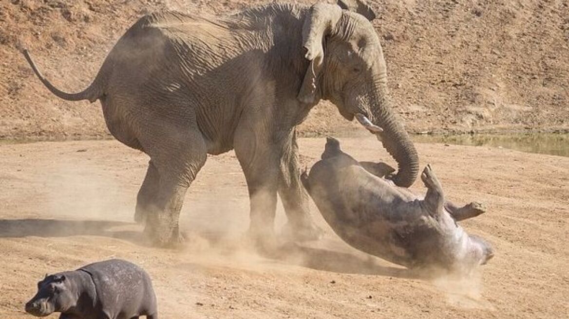Ποτέ μην τα βάζεις με έναν ελέφαντα!