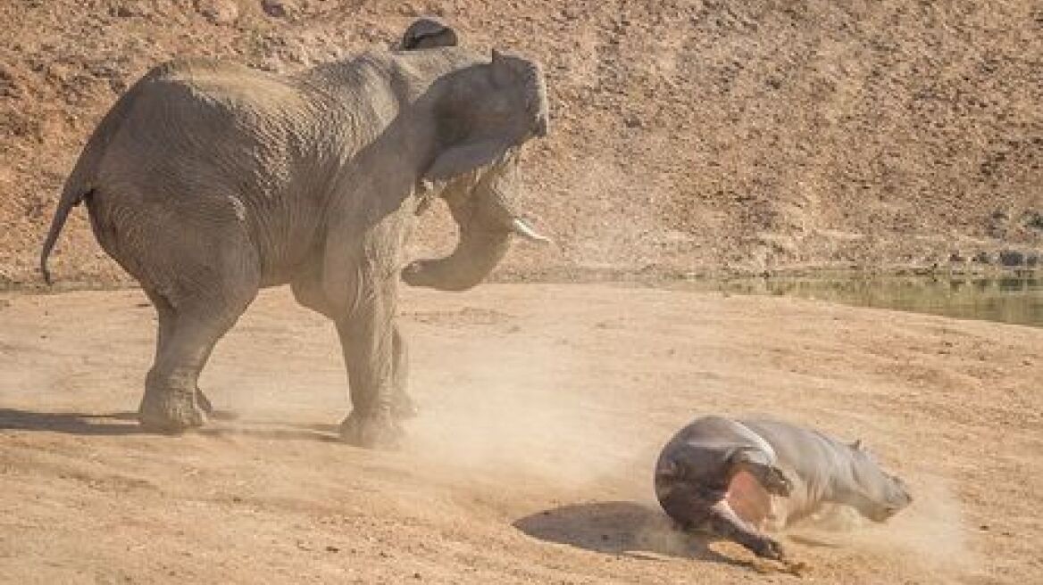 Ποτέ μην τα βάζεις με έναν ελέφαντα!