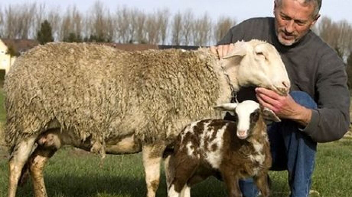 Βρήκαν σώα τα κλεμμένα πρόβατα