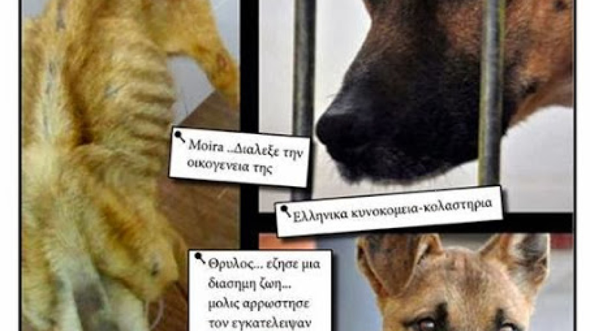 «Αδέσποτη Φωνή»: Η εφημερίδα των αδέσποτων ζώων