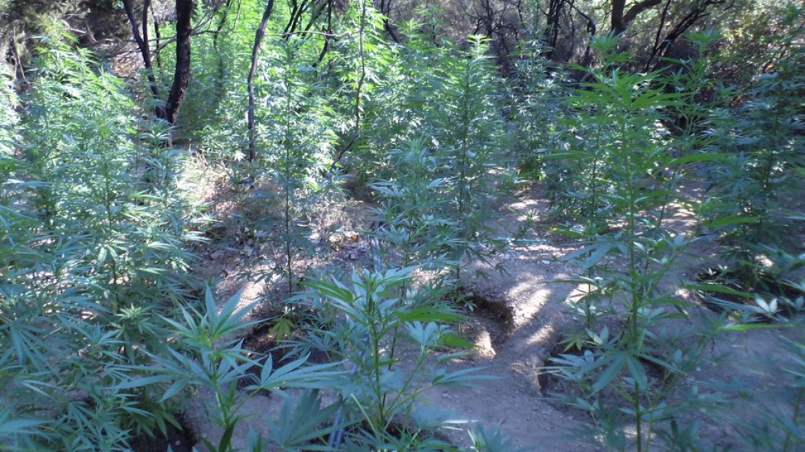 Καλλιεργούσε χασισόδεντρα στο αντλιοστάσιο της ΔΕΗ!