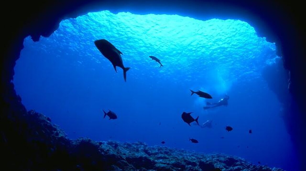 Η κλιματική αλλαγή θα εξαφανίσει κάποια θαλάσσια είδη