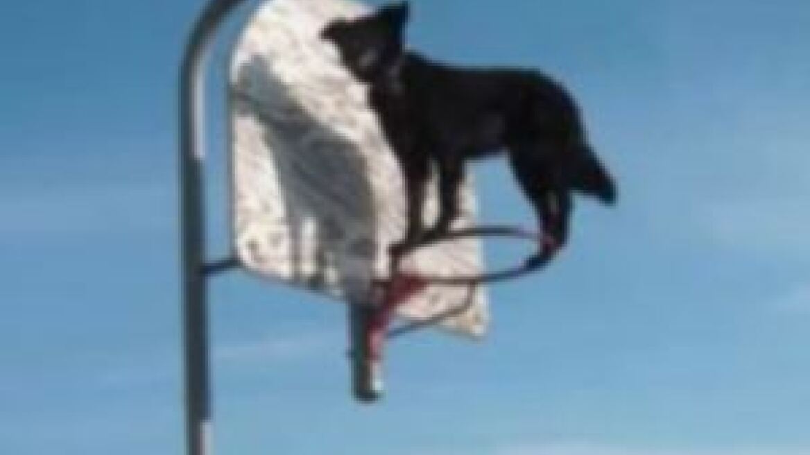 Βίντεο: Σκύλος - Spiderman κάνει απίστευτα ακροβατικά!