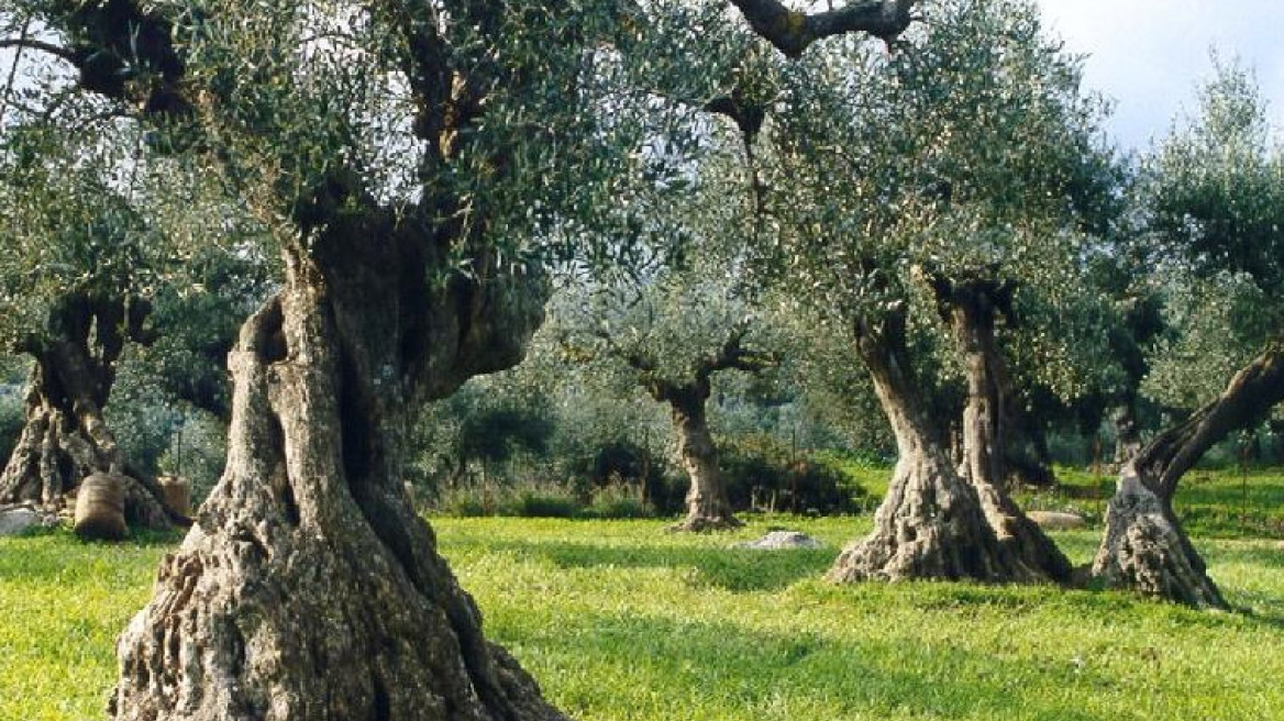 Ηλεία: 140 δένδρα έβγαλαν 30 κιλά ελιές