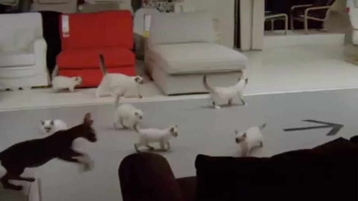 To IKEA «αμολάει» 100 γάτες μέσα σε κατάστημα του