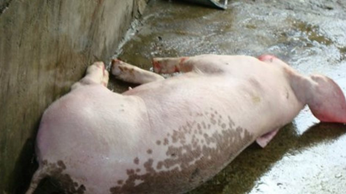 Συνελήφθη ο ζωοκλέφτης, γλίτωσε το γουρούνι!