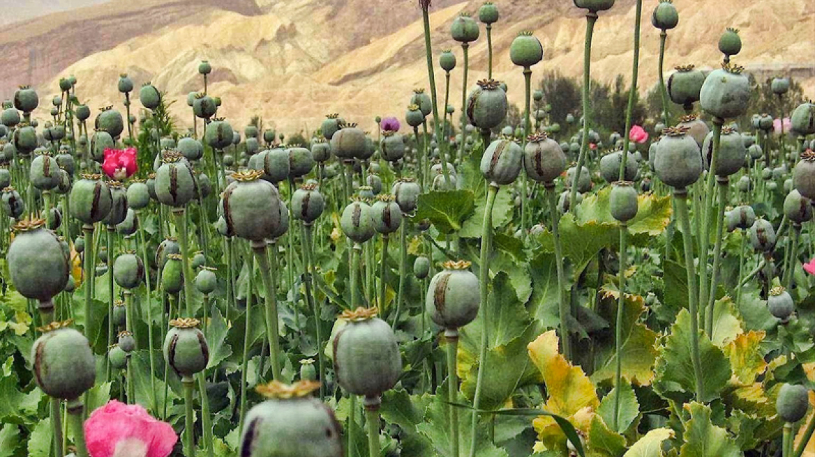 Δεύτερη παγκοσμίως στην παραγωγή οπίου η Μιανμάρ