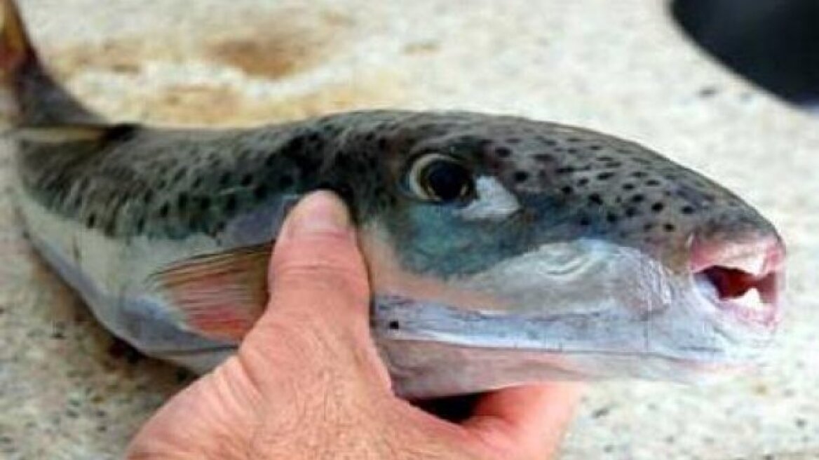 Κρήτη: Έφαγε λαγοκέφαλο και έπεσε σε κώμα