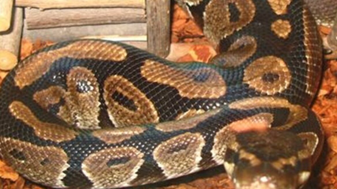 Μπαλί: Πύθωνας στραγγάλισε φρουρό ασφαλείας