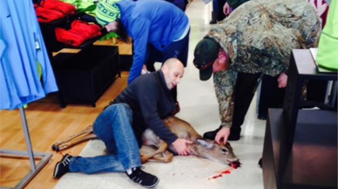 Πενσιλβάνια: Τάρανδος-πελάτης σε κατάστημα αθλητικών ειδών