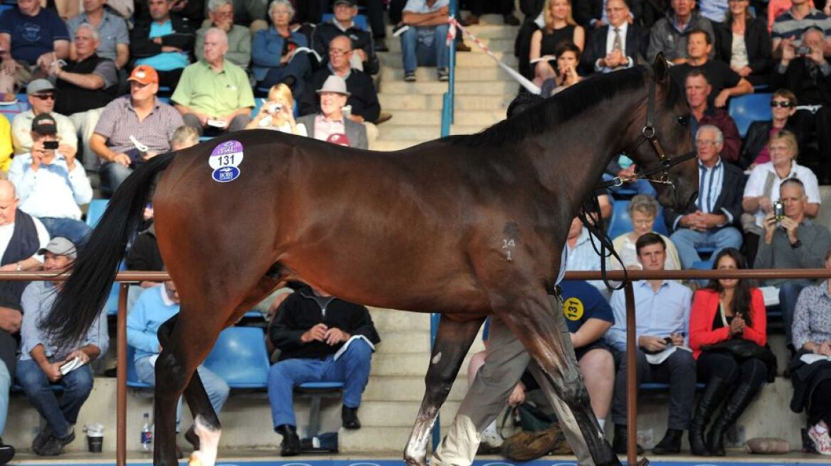 Αυστραλία: Άλογο που κόστισε 5 εκατ. ευρώ πέθανε από τσίμπημα αράχνης!