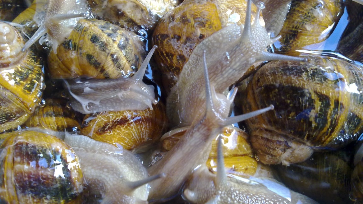 Κρήτη: Βούλγαροι είχαν ρημάξει τους χοχλιούς!