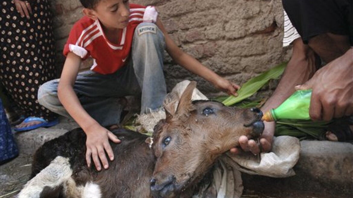 Μαρόκο: Γεννήθηκε μοσχαράκι με δυο κεφάλια 