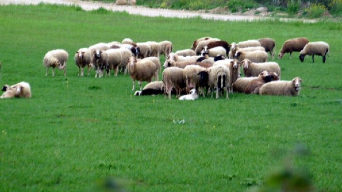 Άλλος έκλεβε καύσιμα και άλλος... πρόβατα!