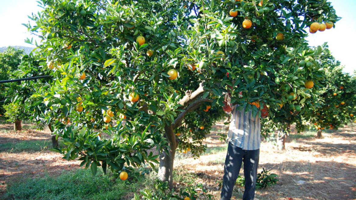Τσάκωσαν σπείρα Αλβανών να κλέβει μανταρίνια!