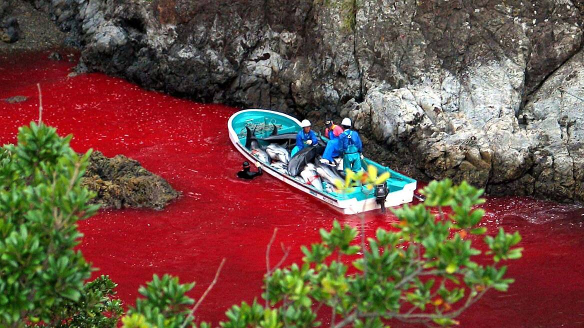 Φωτογραφίες: Σοκ από τη μαζική σφαγή δελφινιών στην Ιαπωνία