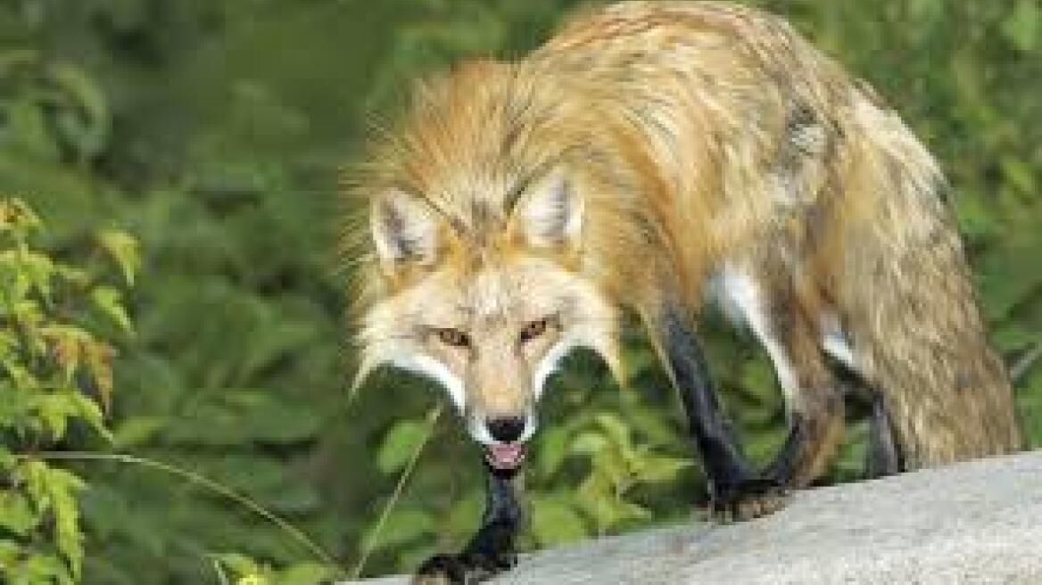 Θεσσαλονίκη: «Συναγερμός» μετά από πέντε νέα κρούσματα λύσσας 