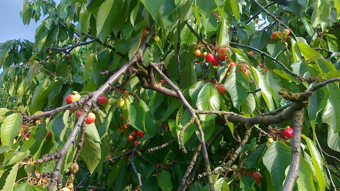 Νάουσα: Έκλεψαν 20 κερασιές από αγρόκτημα!