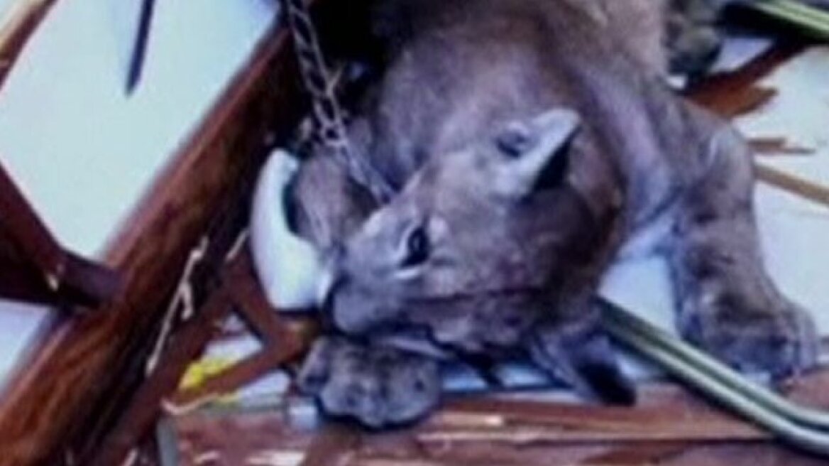 Βίντεο: Βρήκαν στην κουζίνα τους ένα πούμα! 