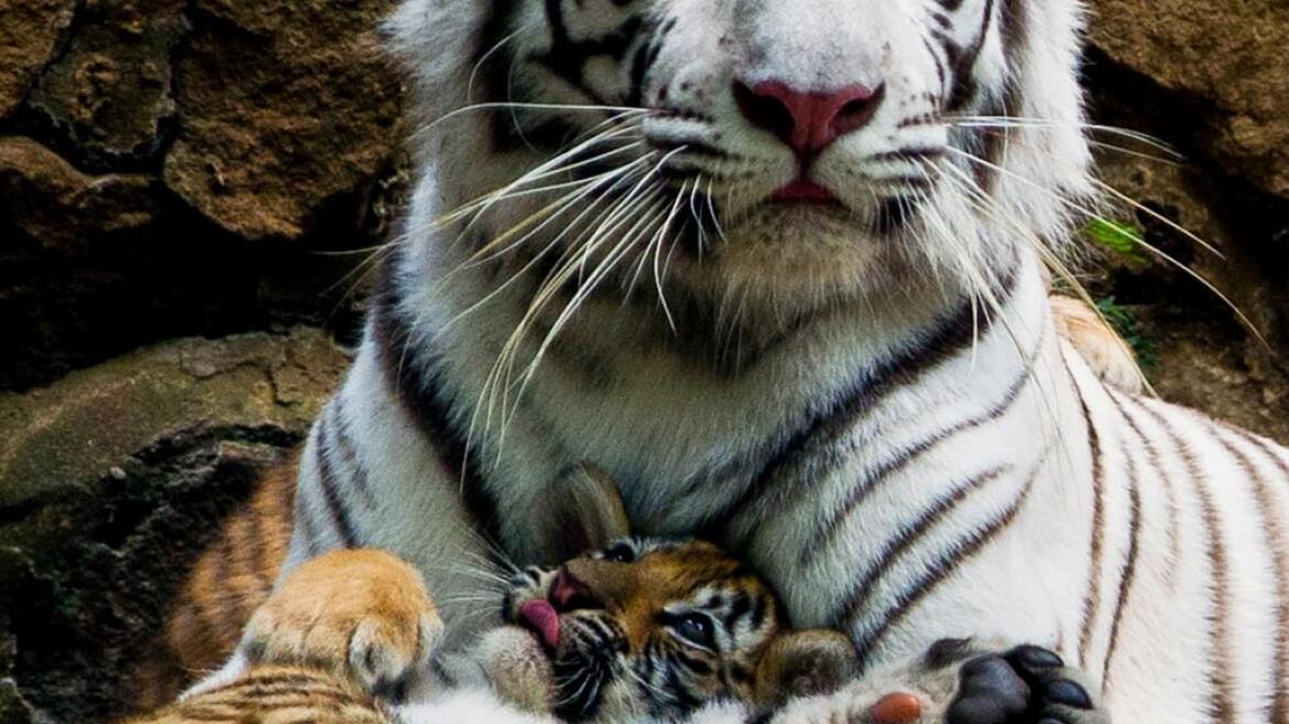 Κολομβία: Λευκή τίγρης της Βεγγάλης αγκαλιά με το μωρό της