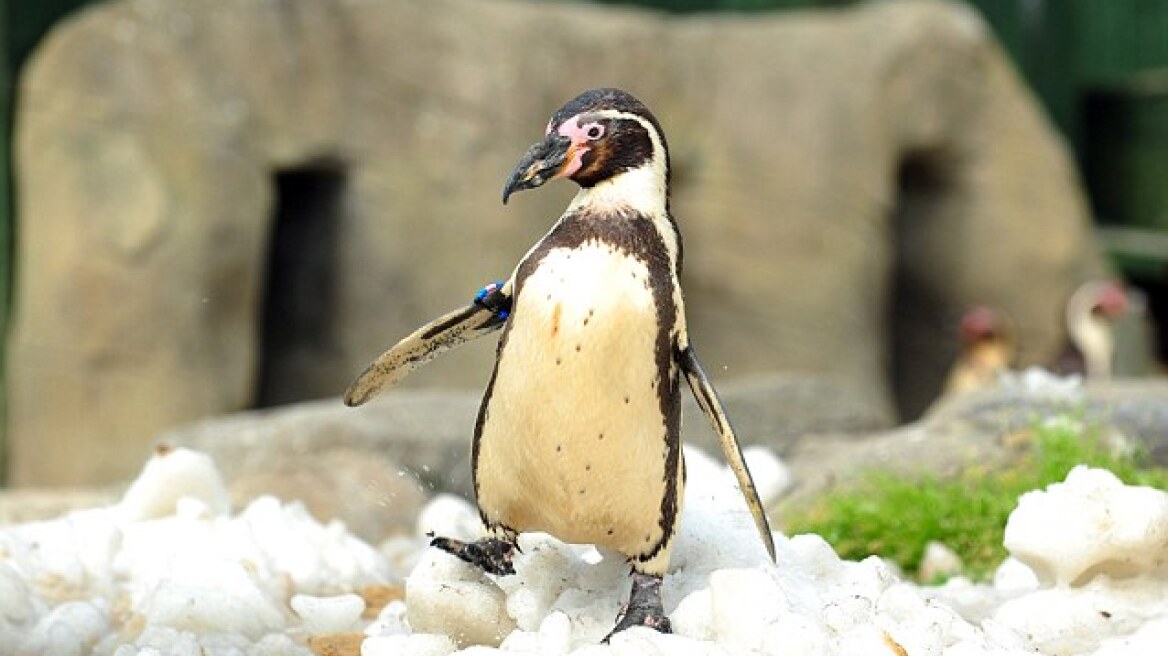 Δίνουν αντικαταθλιπτικά σε στρεσαρισμένους... πιγκουίνους 