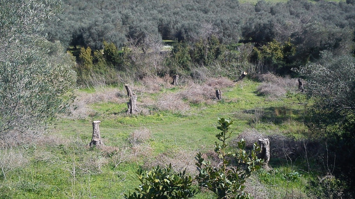 Τραγωδία σε ελαιώνα στο Ρέθυμνο