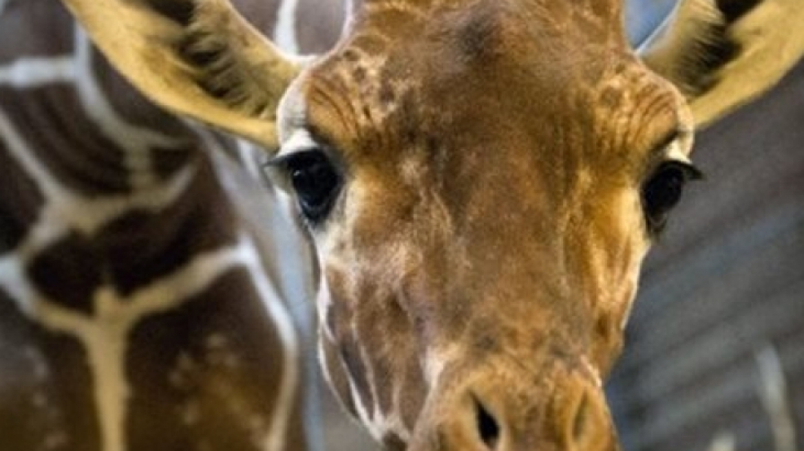 Δανία: Θέλουν να θανατώσουν κι άλλη καμηλοπάρδαλη! 