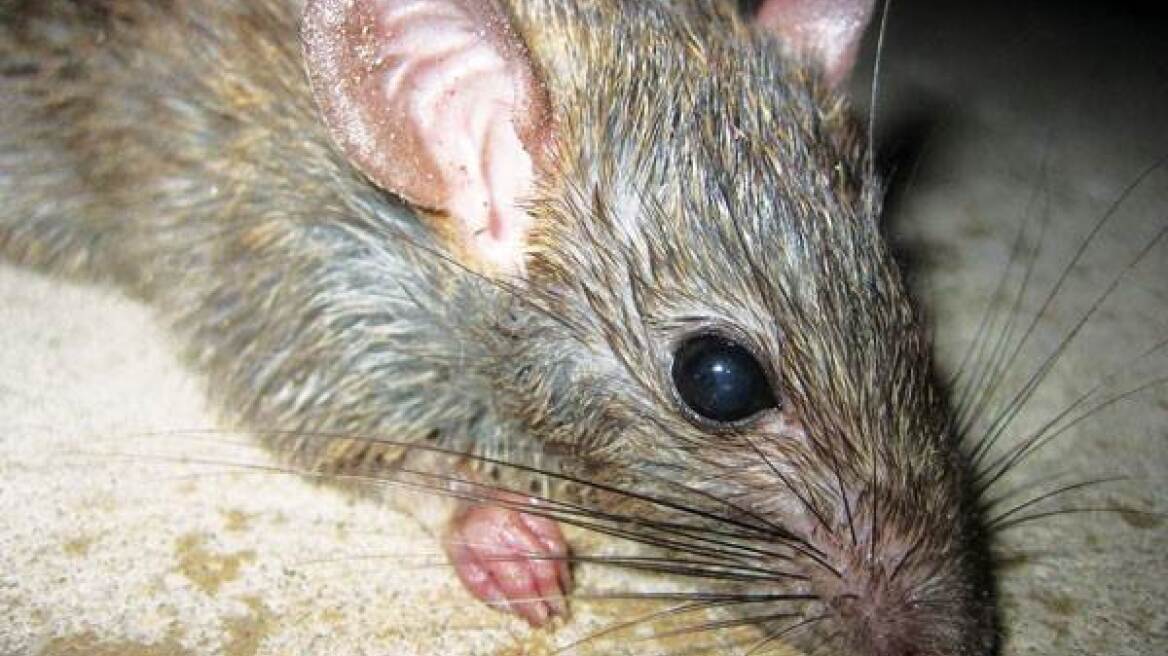 Αυστραλία: Ποινή φυλάκισης τριών μηνών σε 24χρονο για βασανισμό αρουραίων