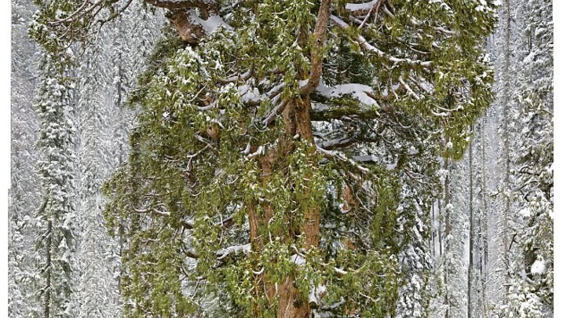 ΗΠΑ: Στη Νεβάδα το μεγαλύτερο δέντρο του κόσμου