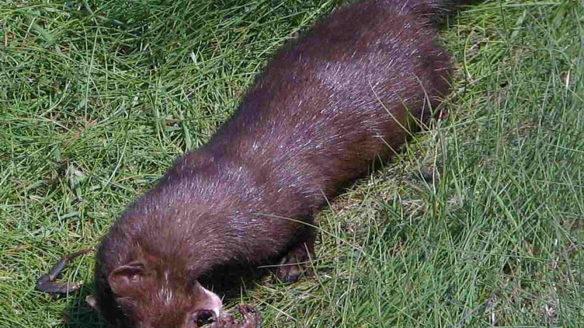 «Κατέλαβαν» και το Γράμμο τα μινκ που απελευθερώθηκαν από τη Σιάτιστα!