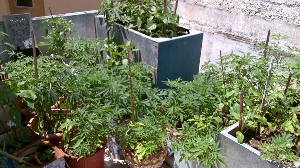 Πύργος: Σύλληψη 44χρονου για χασισοκαλλιέργεια και κατοχή εκρηκτικών